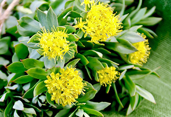 Rhodiola